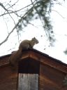 red squirrel